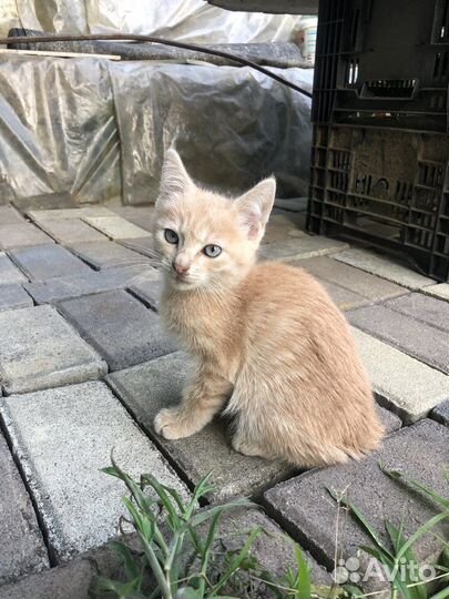 Отдам котят в добрые руки