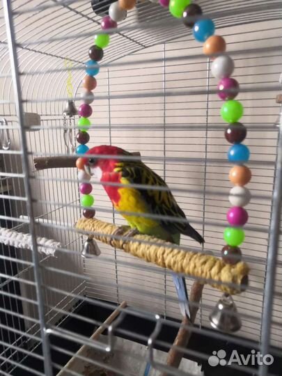 Попугай Розелла пёстрая Девочка