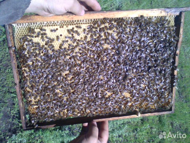 Пчелосемьи пчелопакеты