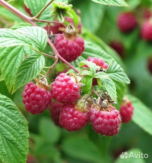 Малина разные сорта