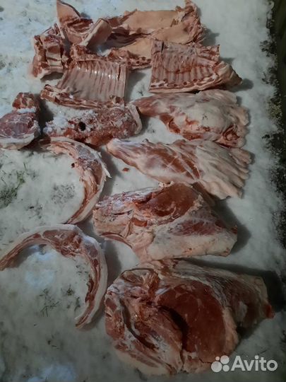Свиньи поросята