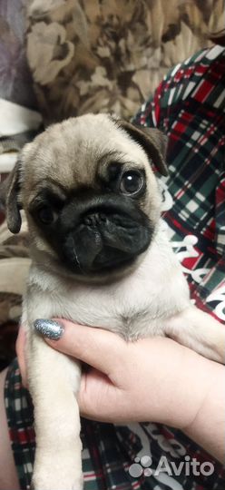 Щенки мопса