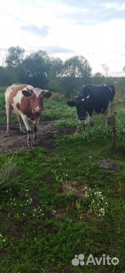 Корова молочная