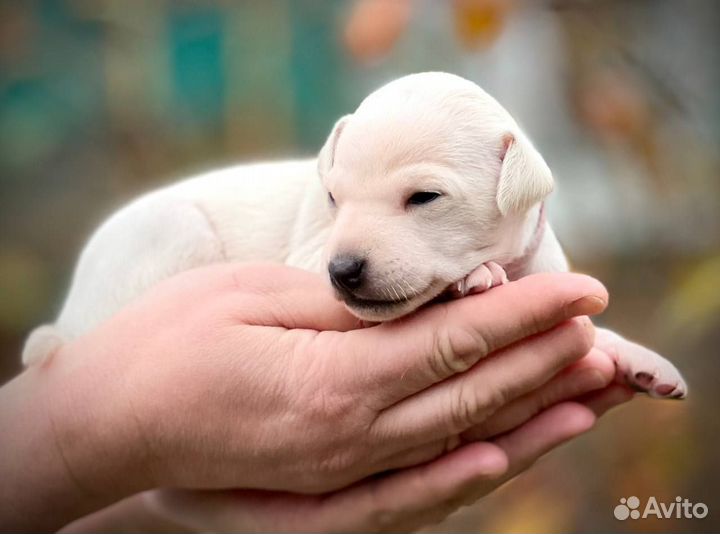 Щенки левретки