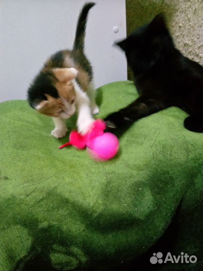 Котенок девочка