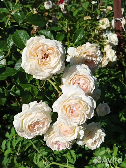 Саженцы роз