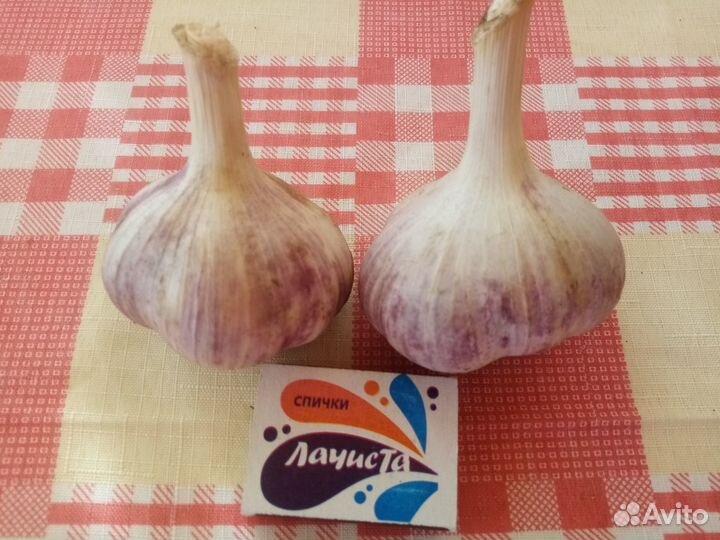 Чеснок зимний.Перец болгарский