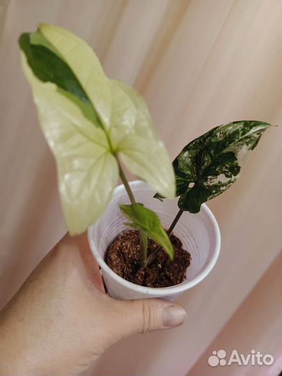 Сингониумы сортовые