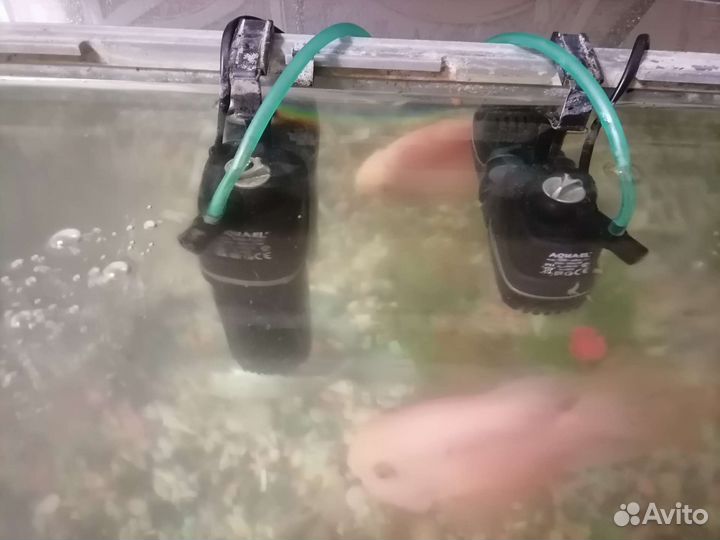 Аквариум и рыбки