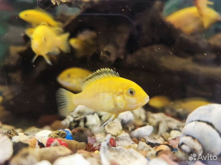 Цихлиды еллоу