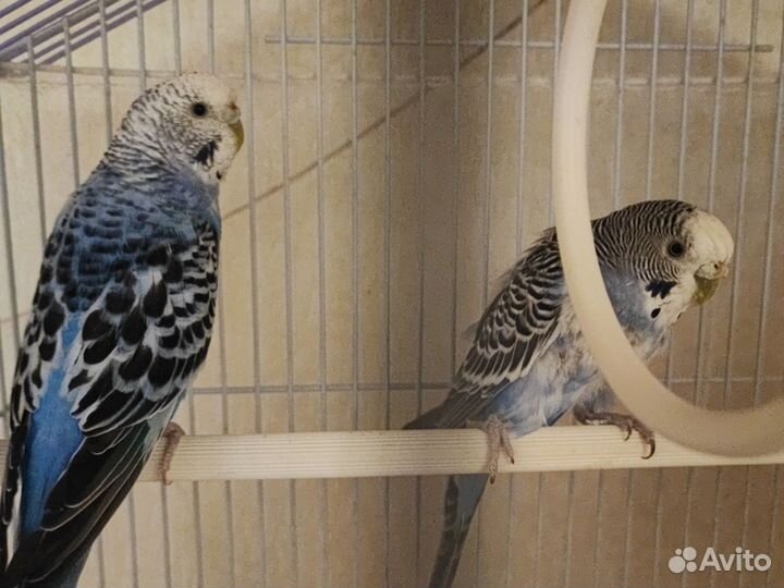 Волнистый попугай