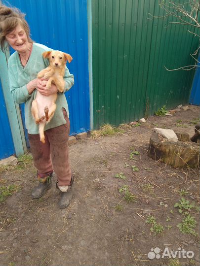 Маленькая собака