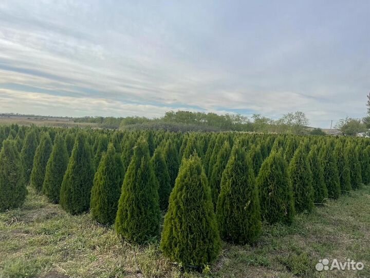 Туя Смарагд