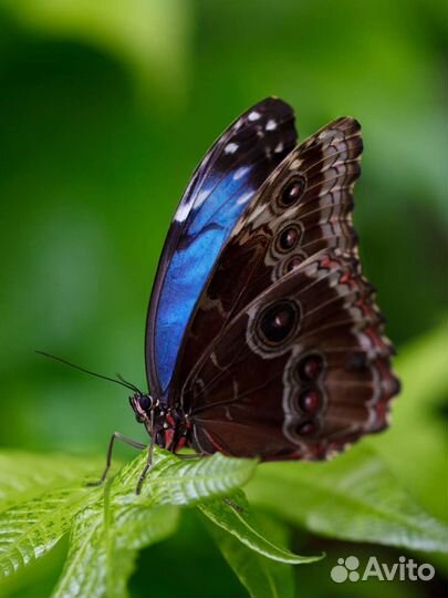 Ферма тропических бабочек