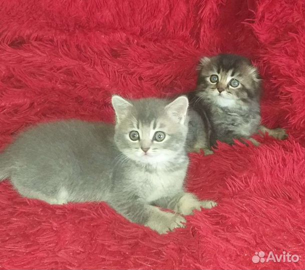 Шотландская