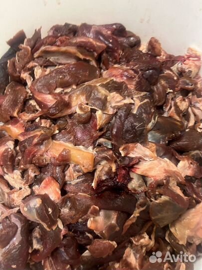 Оленина. Мясо для собак