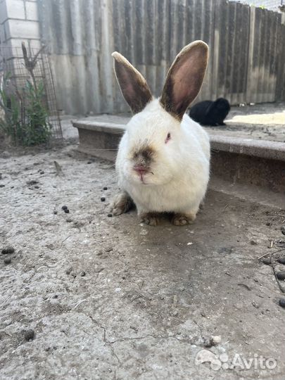 Кролики великаны