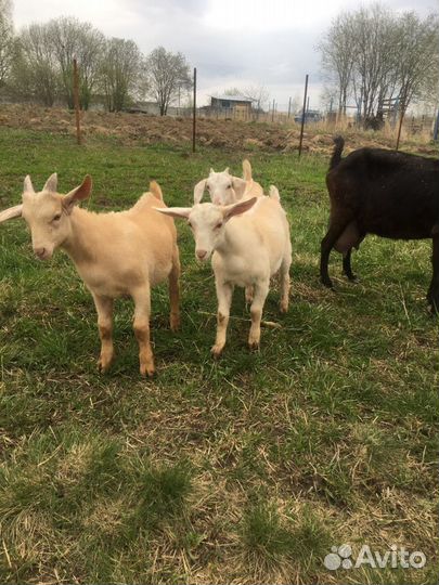 Козье молоко