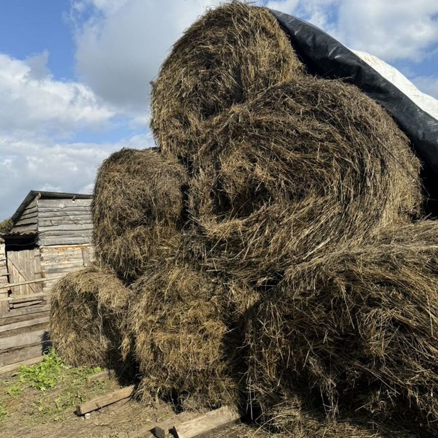 Продам сено в рулонах