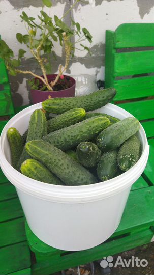 Продам ведро (10л) огурцов.500р(есть ещё)