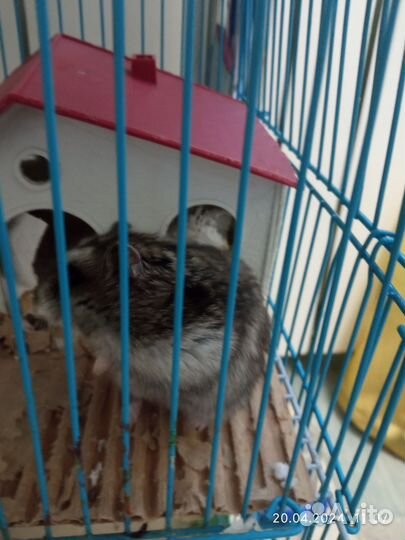 Отдам бесплатно