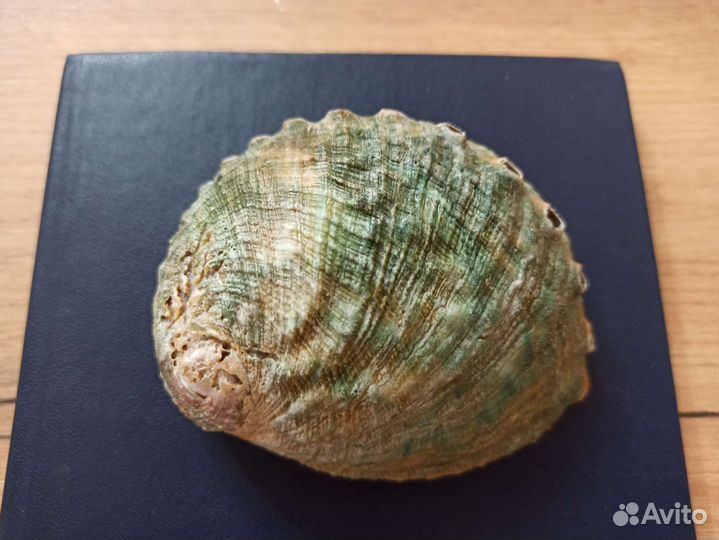 Морская раковина