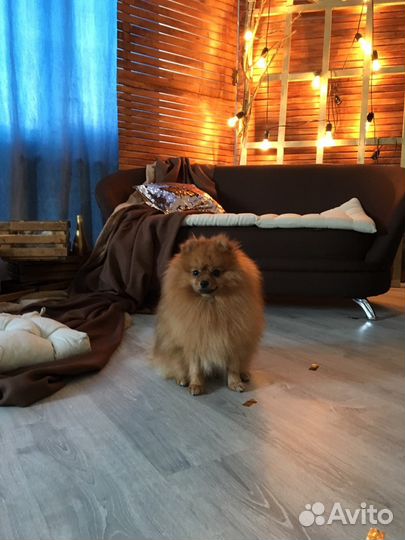 Породный, опытный кобель шпица, приглашает дам на