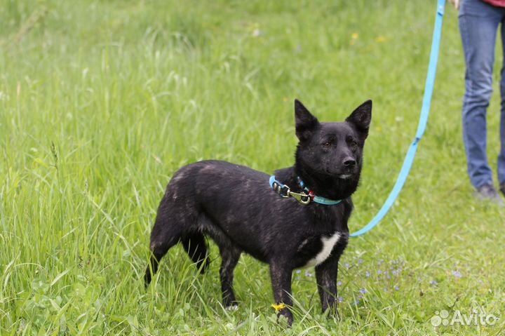 Собака Шерри