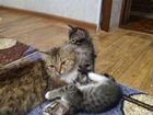 Котенок, метис сибирской кошки объявление продам