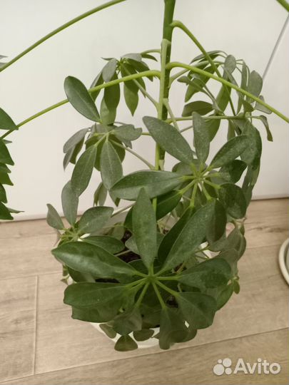 Комнатные цветы шефлера