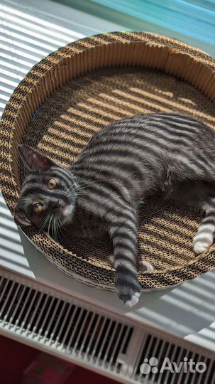 Котёнок попал в приют