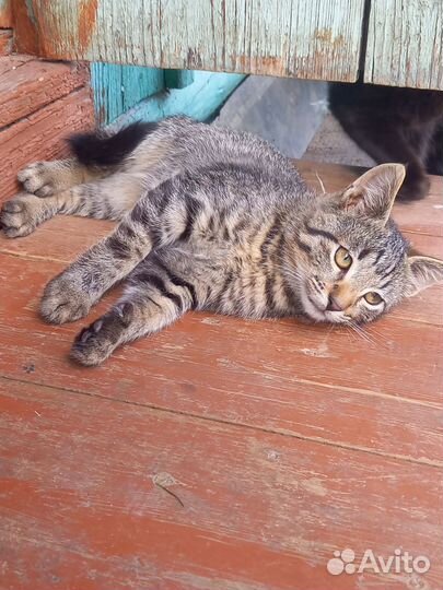 Котята мальчики 1 мес