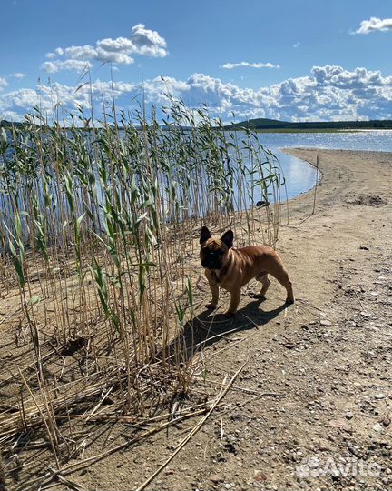 Французский бульдог кабель вязка