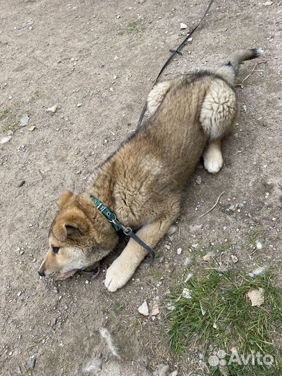 Щенок в добрые руки бесплатно