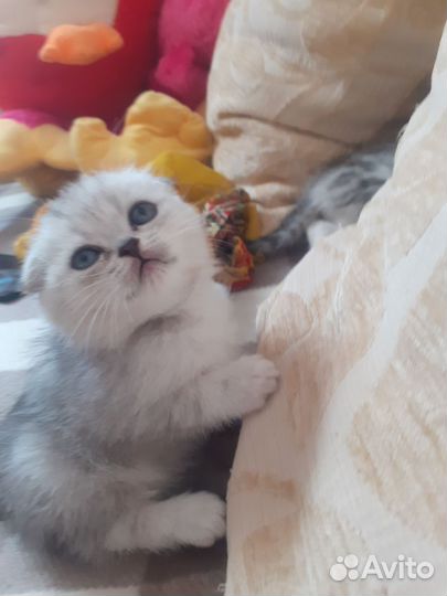 Шотландские вислоухие котята