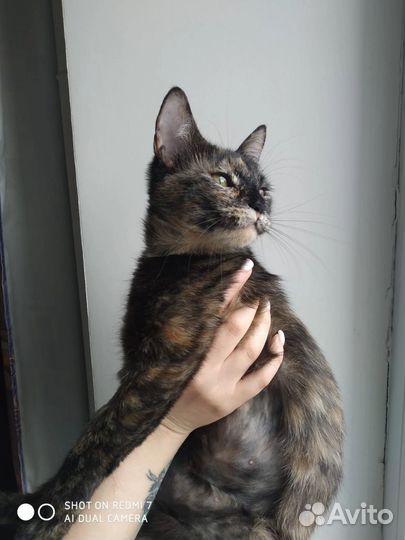Кошки котята кошечки с доставкой