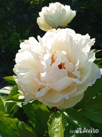 Продажа корней и луковиц