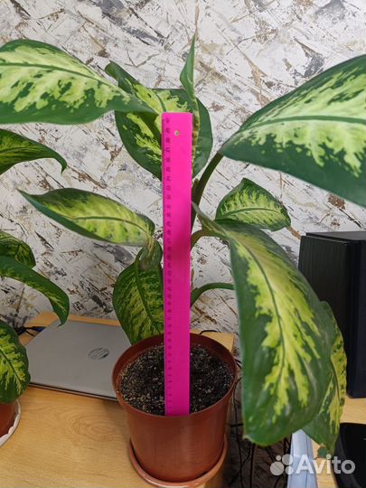 Диффенбахия