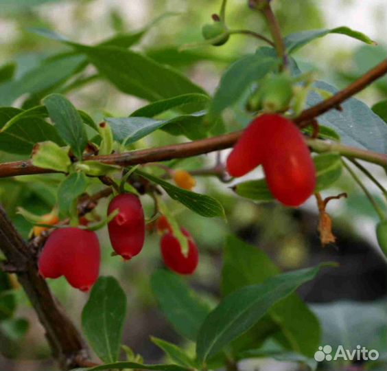 Растения для вашего сада