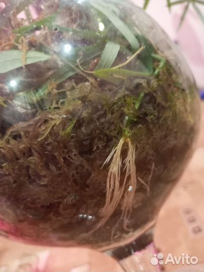 Черенки пассифлоры