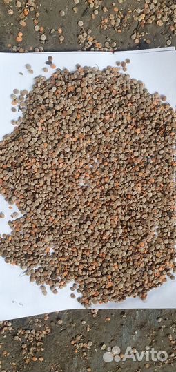 Чечевица красная