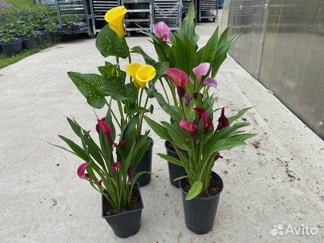 Многолетники, летники, цветы домашние