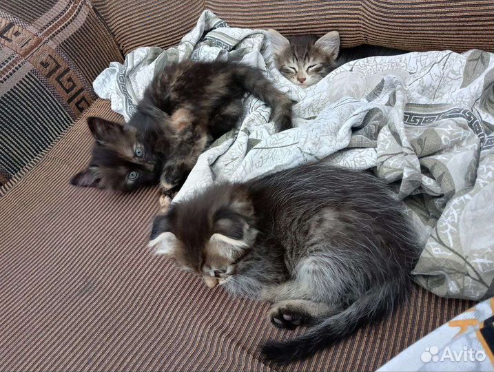 Котята в дар