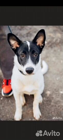 Просто Панда