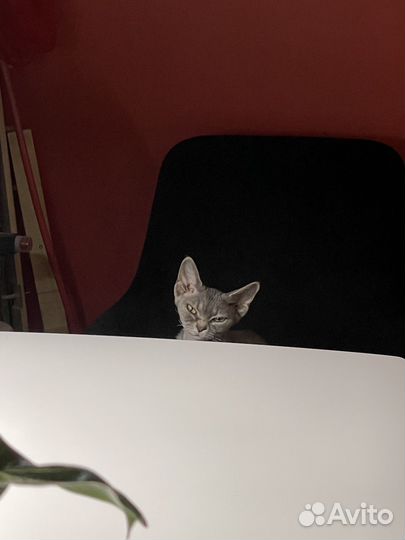 Девон-рекс кошка