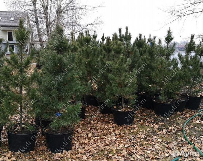 Сибирский кедр экстра класс. Саженцы