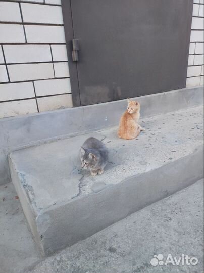 Котята в добрые руки