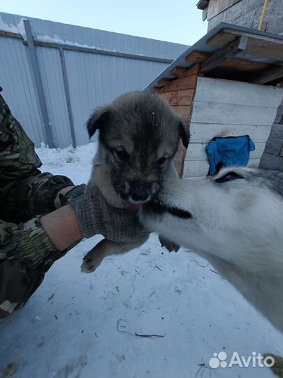 Продам щенков лайки