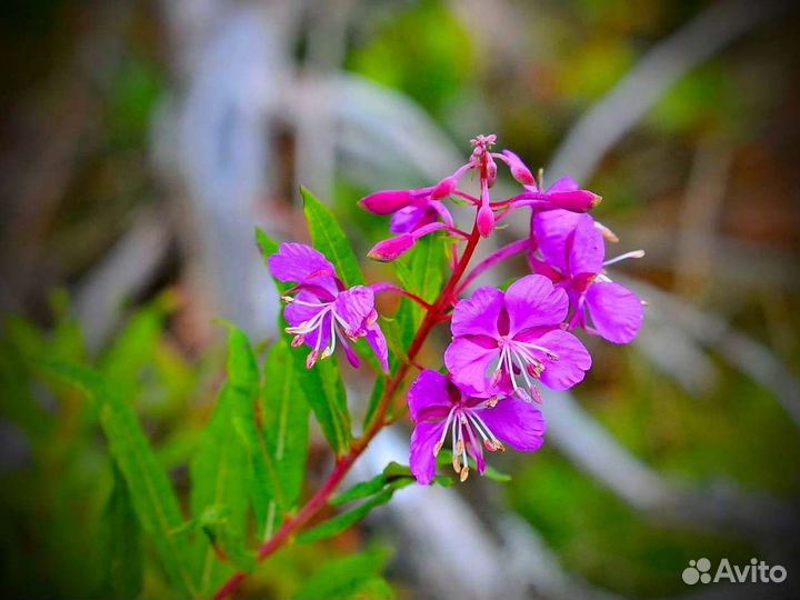 Иван-чай 1 кг кипрей для здоровья, копорский чай