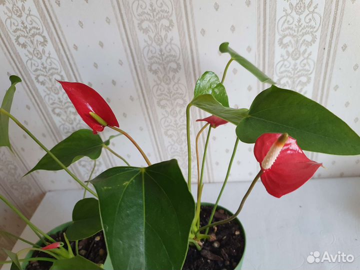 Цветущий антуриум mini красный